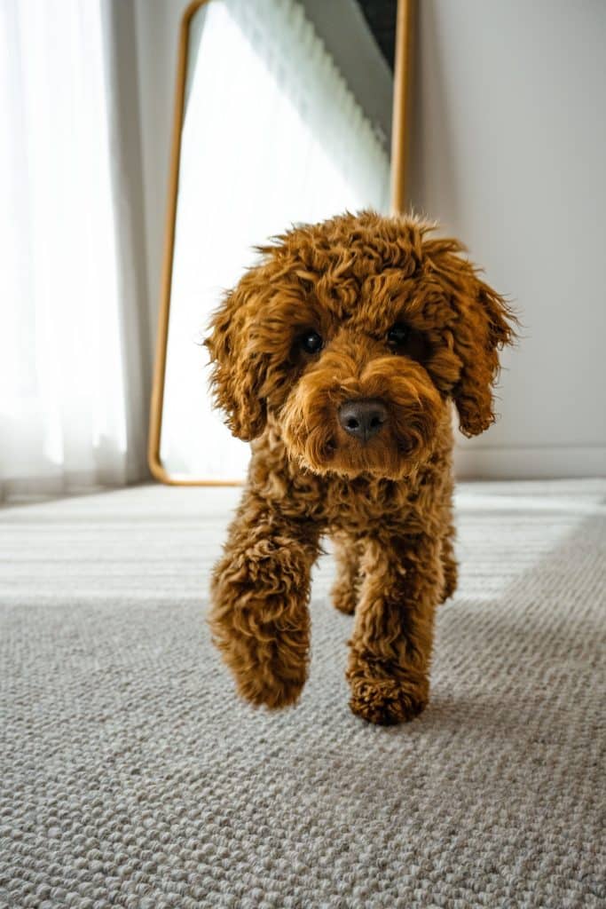 Dawson Falls - Cascade