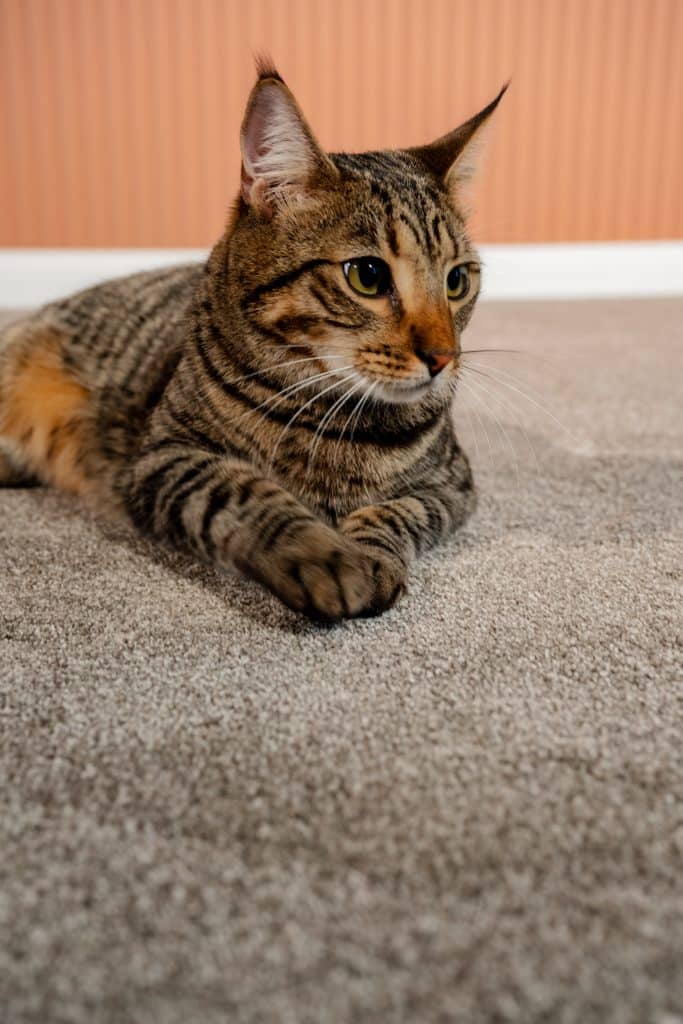 Coco Bliss - Euphoria