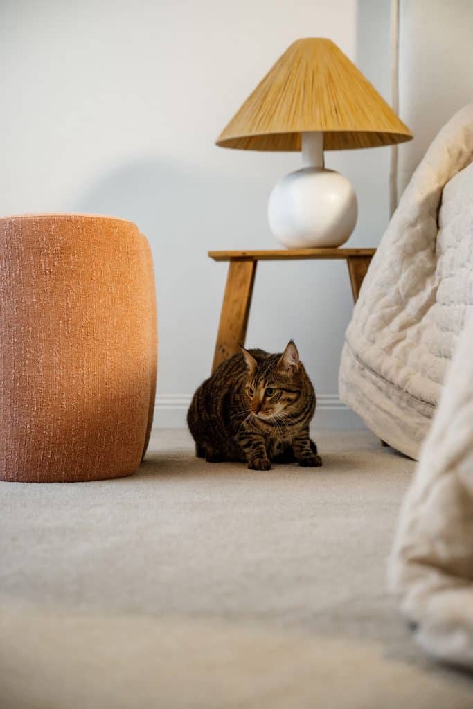 Coco Bliss - Delight